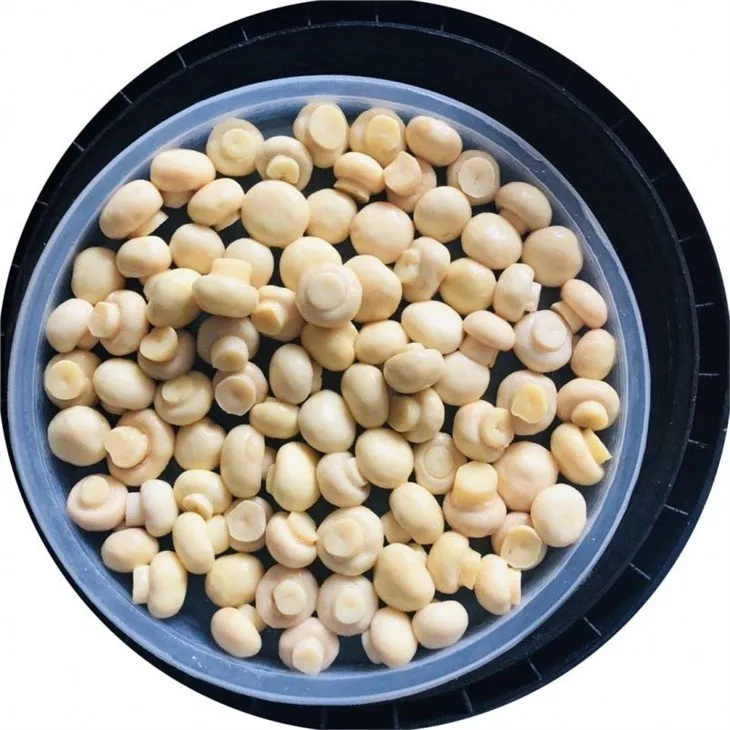 Premium white button mushroom in vinegar in drums