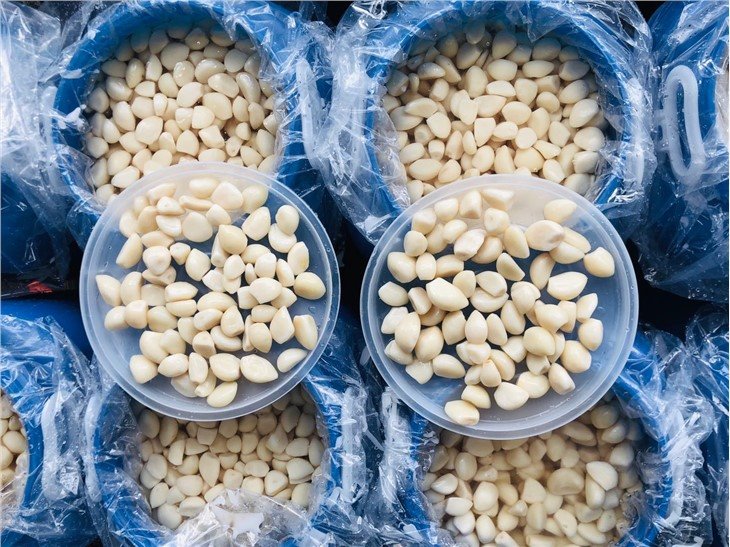 Wholesale Salted white garlic in plastic drums