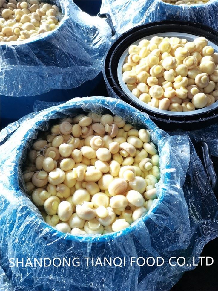 Best Whole Champignon mushroom in brine in drums