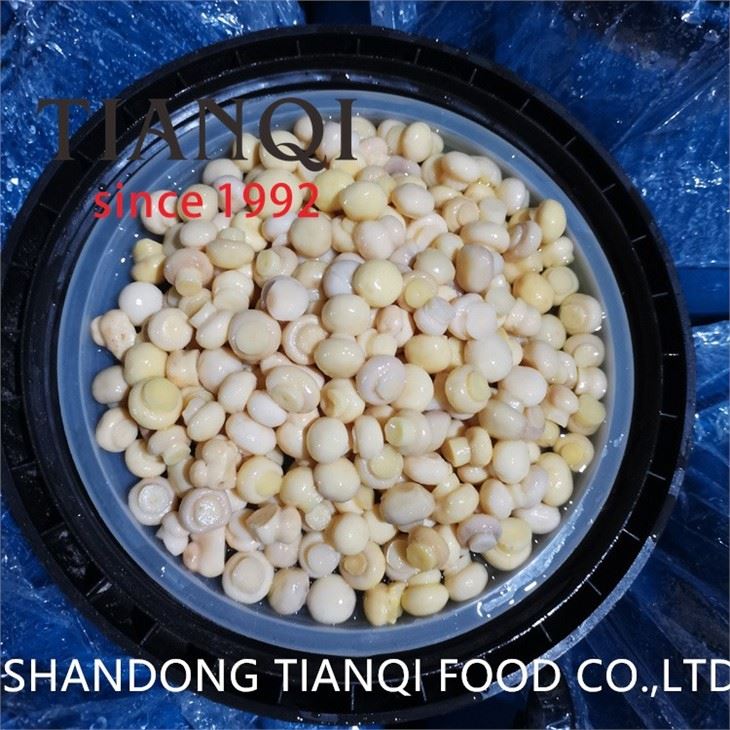 Salted Champignon Mushrooms in Big Plastic Drum